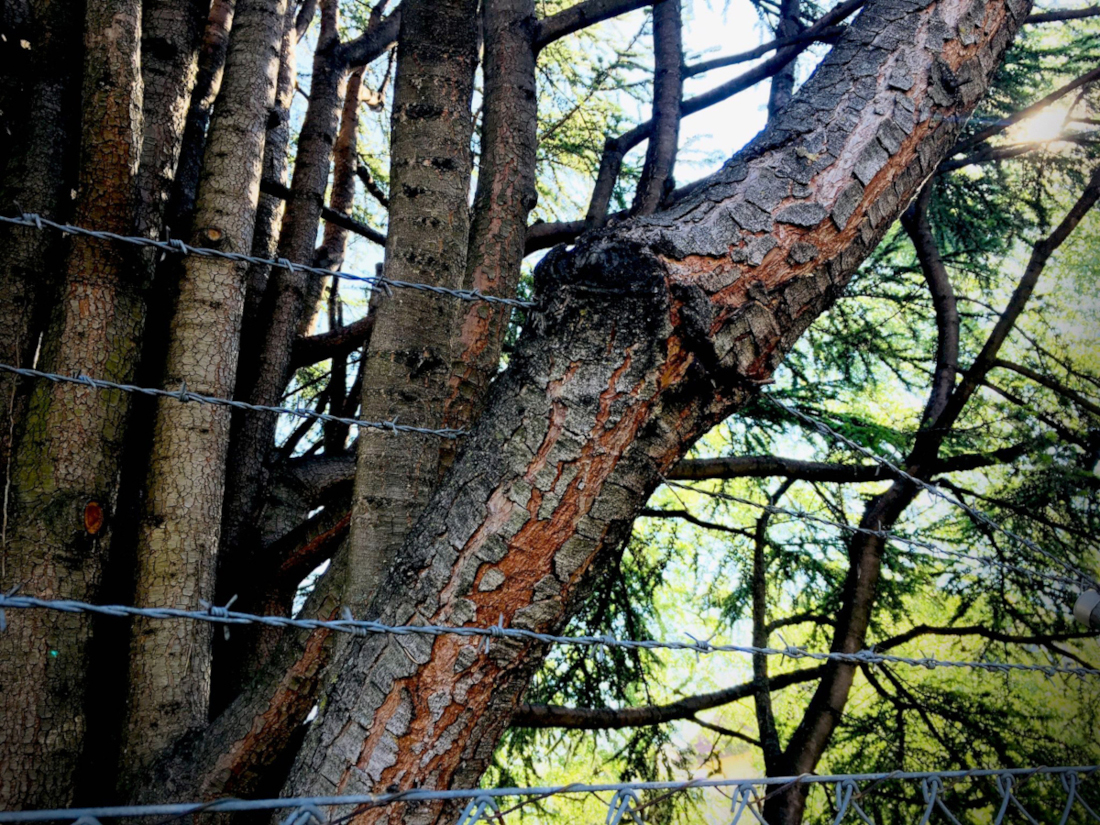 Les branches d'arbre vues de près, poussant à travers les fils barbelés.