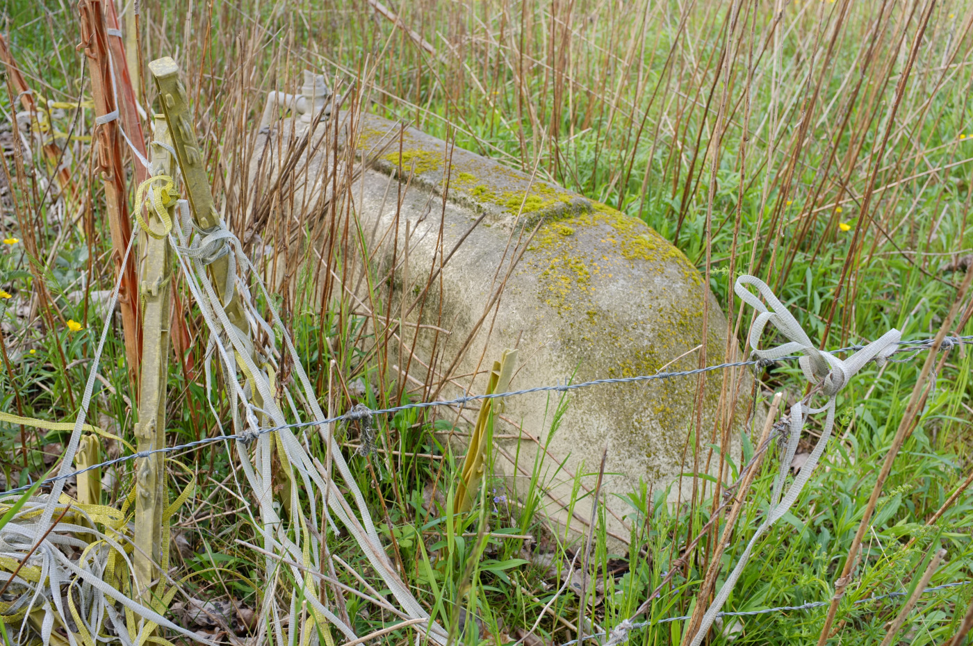 Des lacets sont emmêlés sur une clôture de fils barbelés, devant une forme cimentée partiellement recouverte de mousse.