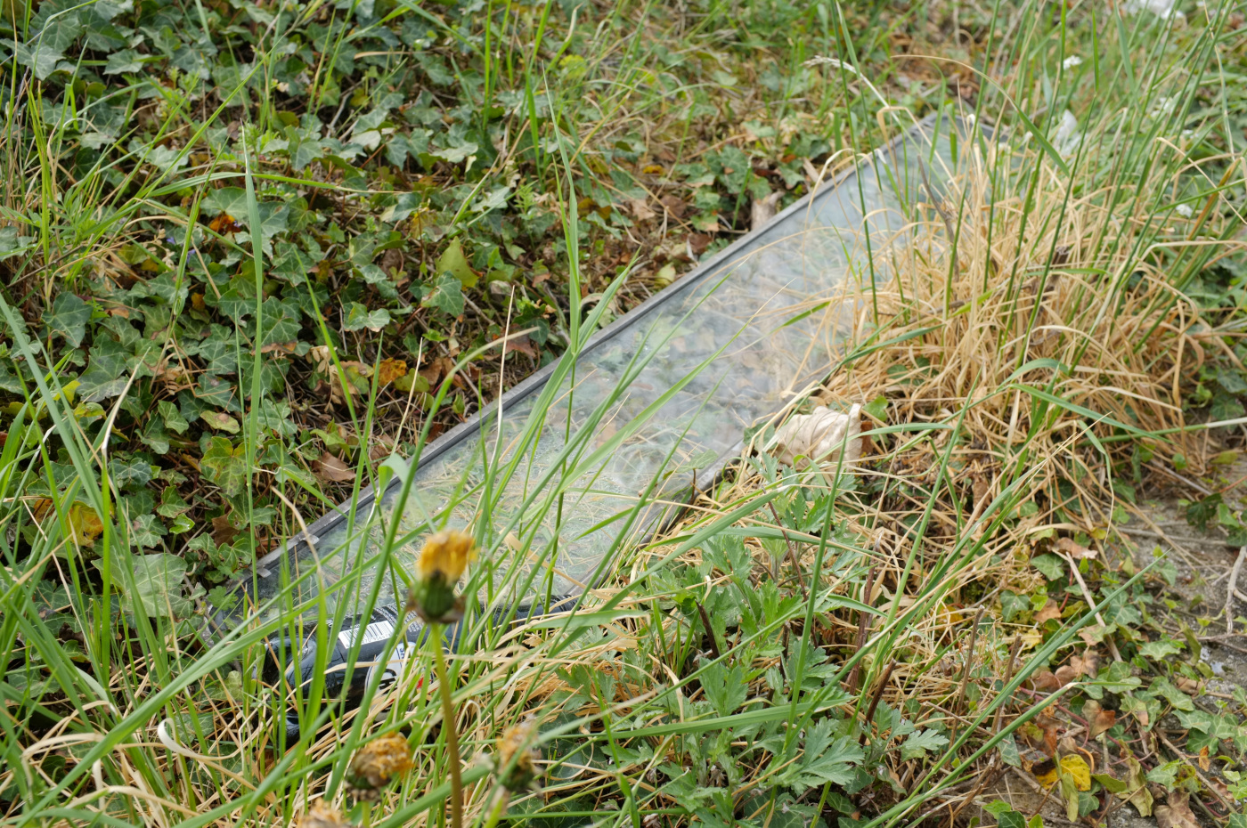 Déchet transparent au milieu de la végétation.