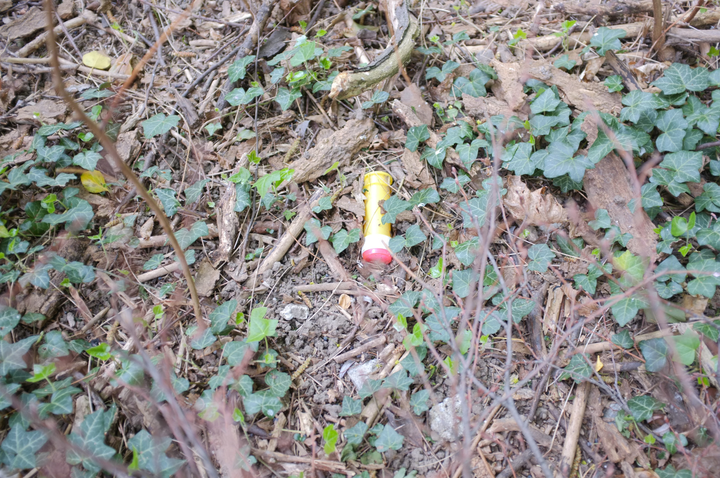 Pot au milieu de branchages et de feuilles de lierre.