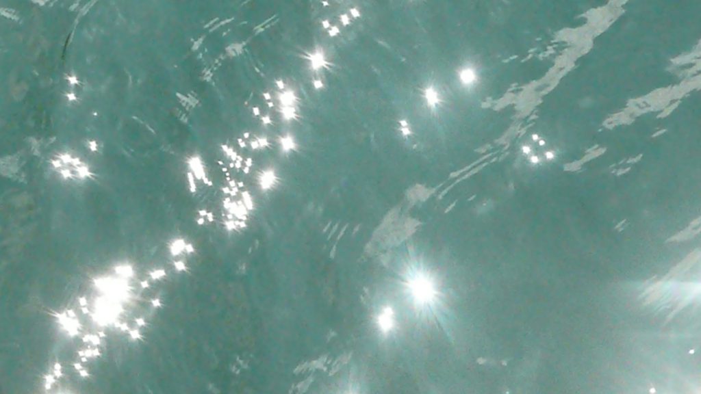 Vers un écosomactivisme mouvementé par l’ensemble du vivant