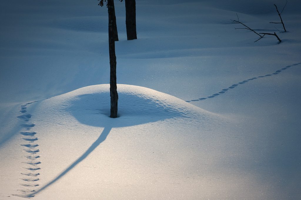 Traces des arts vivants au Québec et au Canada francophone
